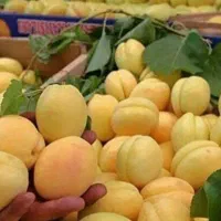 نهال های تجارتی و ممتاز|خدمات باغبانی و درختکاری|بافت, |دیوار