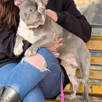 فرنچ بولداگ اگزوتیک