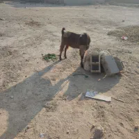 فروش بز|حیوانات مزرعه|دلوار, |دیوار