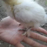 جوجه ابریمشی کوپال