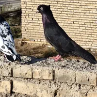 زاغ ابادانی نر مست|پرنده|خرمشهر, |دیوار