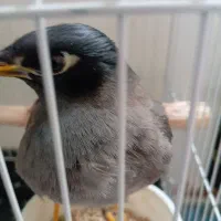 مرغ مینا .قناری .مرغ عشق. سهره