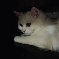 ماده ۷ماهه