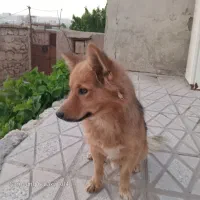 سگ گمشده