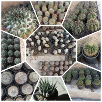 فروش کاکتوس