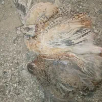 بلدرچین آماده
