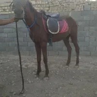 مادیان عرب|اسب و تجهیزات اسب‌سواری|قم, مهدی آباد|دیوار