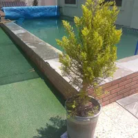 فروش ویلا در شهر توریستی چمخاله|فروش خانه و ویلا|چاف و چمخاله, |دیوار