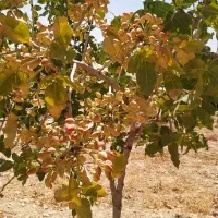 فروش زمین کشاورزی پسته ای حدود3000مترروستای مهارلو|فروش دفتر صنعتی، کشاورزی، تجاری|شیراز, شهرک پرواز|دیوار