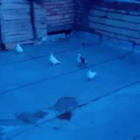 یاهوخوشرنگ