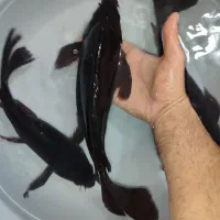 ماهی کوی بلک باله بلند