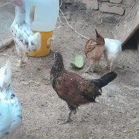 خروس گلین|حیوانات مزرعه|سمیرم, |دیوار