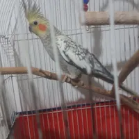 عروس هلندی مولد