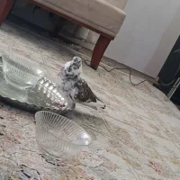کفتر