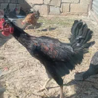 جوجه خروس محلی