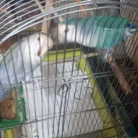 برزیلی با قفس|پرنده|ملارد, |دیوار