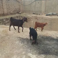 بزدوقلو|حیوانات مزرعه|نیشابور, چمبران|دیوار