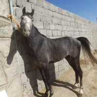 فروش اسب نریان ترک دره شور