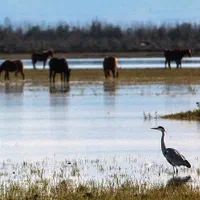 قایق سواری تلاب بندر انزلی|تور و چارتر|بندر انزلی, میان پشته|دیوار
