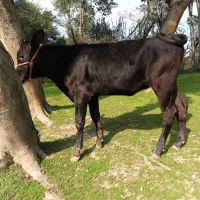 فروش گوساله هلشتاین اصیل(ماده )|حیوانات مزرعه|رضوانشهر, |دیوار