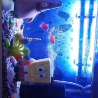 اکواریوم