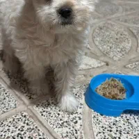 سگ شیتزو ماده