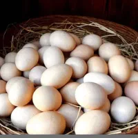 تخم مرغ نطفه دار روزانه وهفتگی