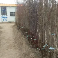 ارقام واقسام نهال پیوندی پلاکداررسیددردوشعبه هاشمی