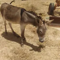 فروش الاغ