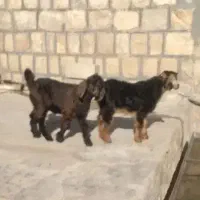 بزقاله شیری