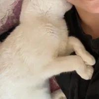 گربه سفید|گربه|ملارد, |دیوار