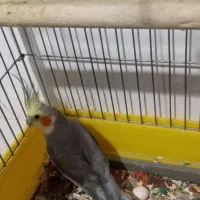 عروس هلندی|پرنده|قدس, شهرقدس|دیوار