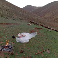 پانزده عدد بره ماده