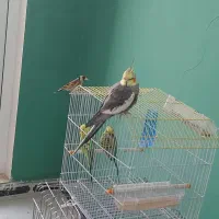 عروس هلندی،مرغ عشق،سهره