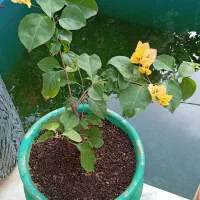 گل‌های کاغذی بالکنی