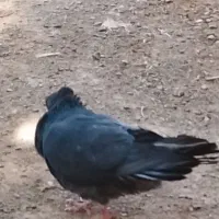 نره تنها فوق پرش به علت نداشتن ماده