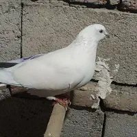 کبوتر صید شده