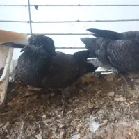 جوجه پرشی|پرنده|رودهن, |دیوار