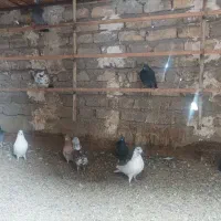 تعدادی کبوتر بومی و پلاکی بفروش می رسد|پرنده|ساوه, |دیوار