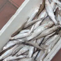 کفال ریز به صورت عمده به فروش می‌رسد