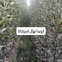 فروش نهال مثمر.زینتی.تجاری|خدمات باغبانی و درختکاری|فلاورجان, |دیوار