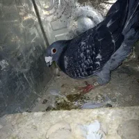 کبوتر|پرنده|مود, |دیوار