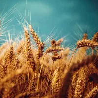 زمین باغ برای کشت باقلا یا گندم