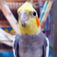 عروس هلندی مولد