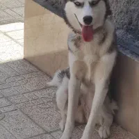 واگذاری سگ هاسکی|سگ|کرمان, |دیوار