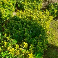 فروش شمشاد|گل و گیاه طبیعی|رانکوه, |دیوار