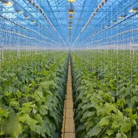 گلخانه فروشی با ۲۵۰۰ سالن