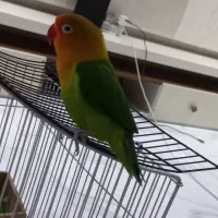 طوطی برزیلی گرینچینگ ۶ ماهه