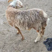 بره نر نژاد دار