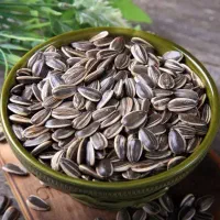 پخش تخمه داغ خوی